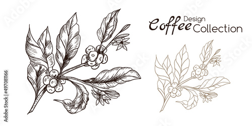 Coffee branches in engraving and line style
