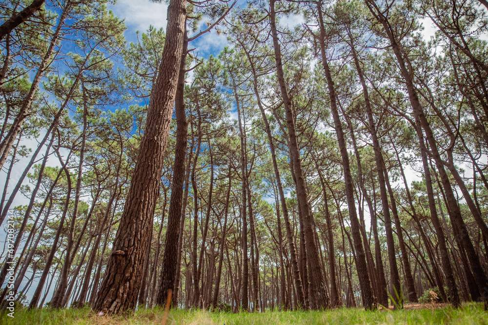 Obraz premium trees in the woods