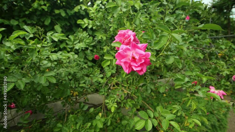 Pink - Red Rose in the Summer Winds – Wild Rose Flower – 4K Ultra HD UHD Pink - Red Rose in the Summer Winds – Wild Rose Flower – 4K Ultra HD UHD
