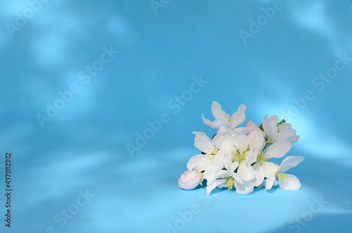 Spring bouquet of apple blossoms with shadows on a blue background. Spring flower background with copy space.