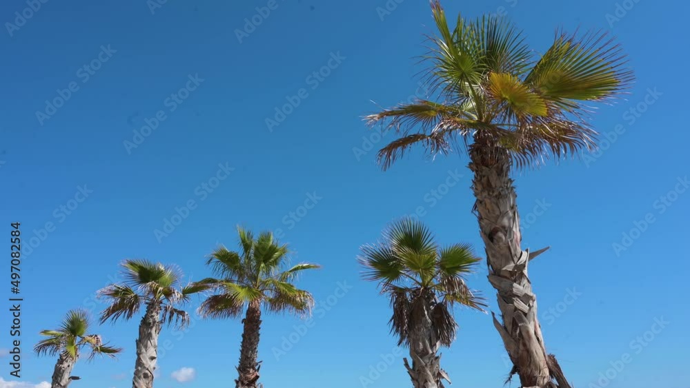A row of palm trees is seen against a clear blue sky by the shore of the Mediterranean sea in Alicante, Spain. A row of palm trees is seen against a clear blue sky by the shore of the Mediterranean sea in Alicante, Spain.