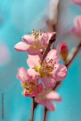 rosa Kirschblüten am Baum im Frhling
 photo