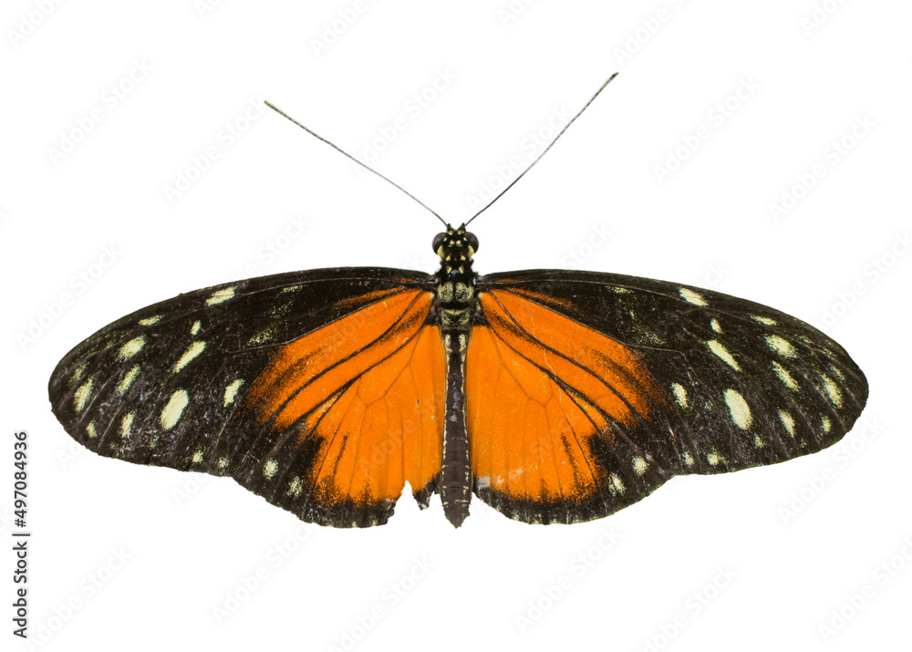 Cut out image of a longwing butterfly - obrazy, fototapety, plakaty 