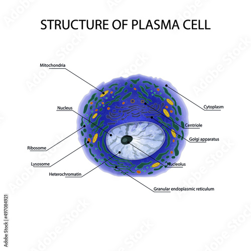 Structure of the Plasma cell.Lymphocyte plasma cell. Plasma B cell.