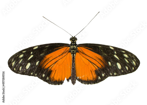 Cut out image of a longwing butterfly photo
