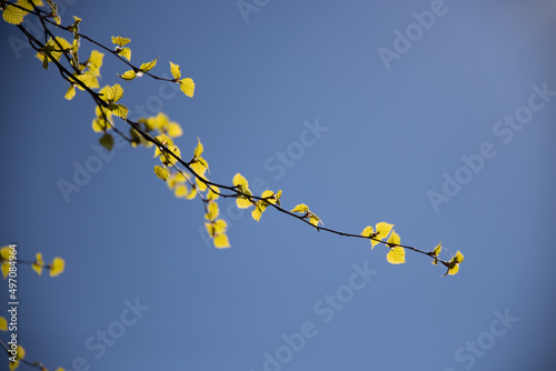 Birch tree branches during spring time
