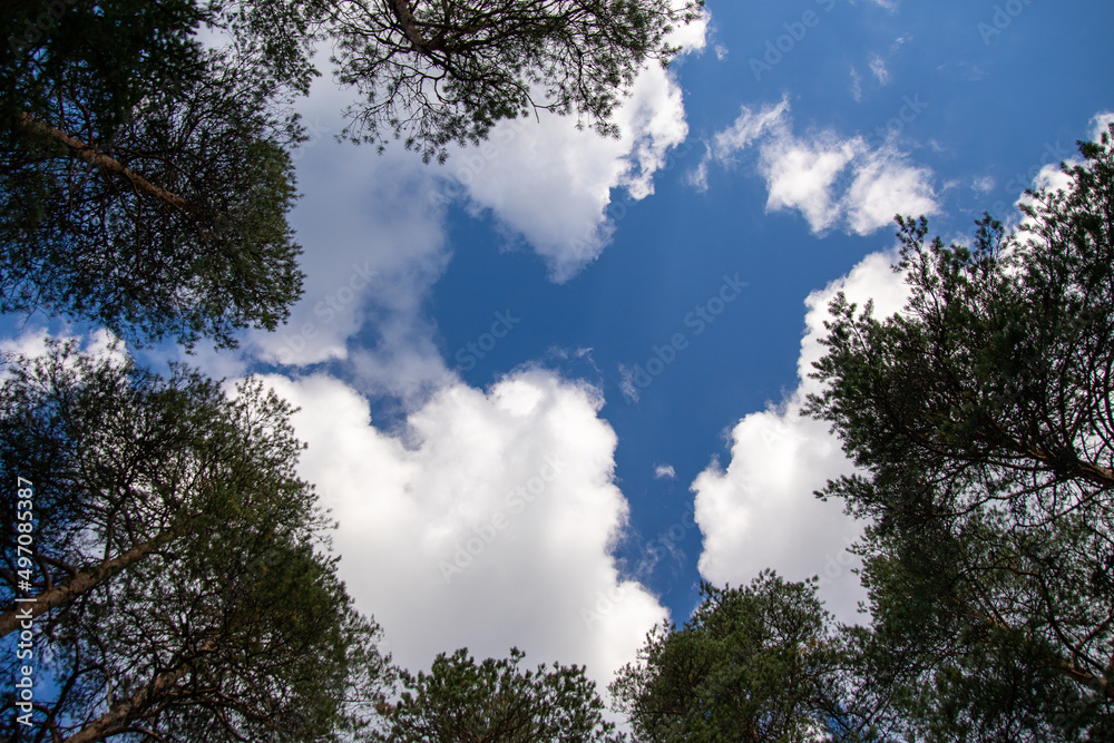 clouds and blue sky in the forest clouds and blue sky in the forest