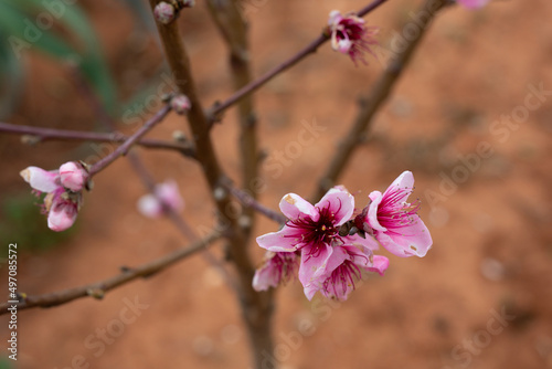 Primavera. Flores de almendro y melocotonero de tonos rosados en el árbol. 
