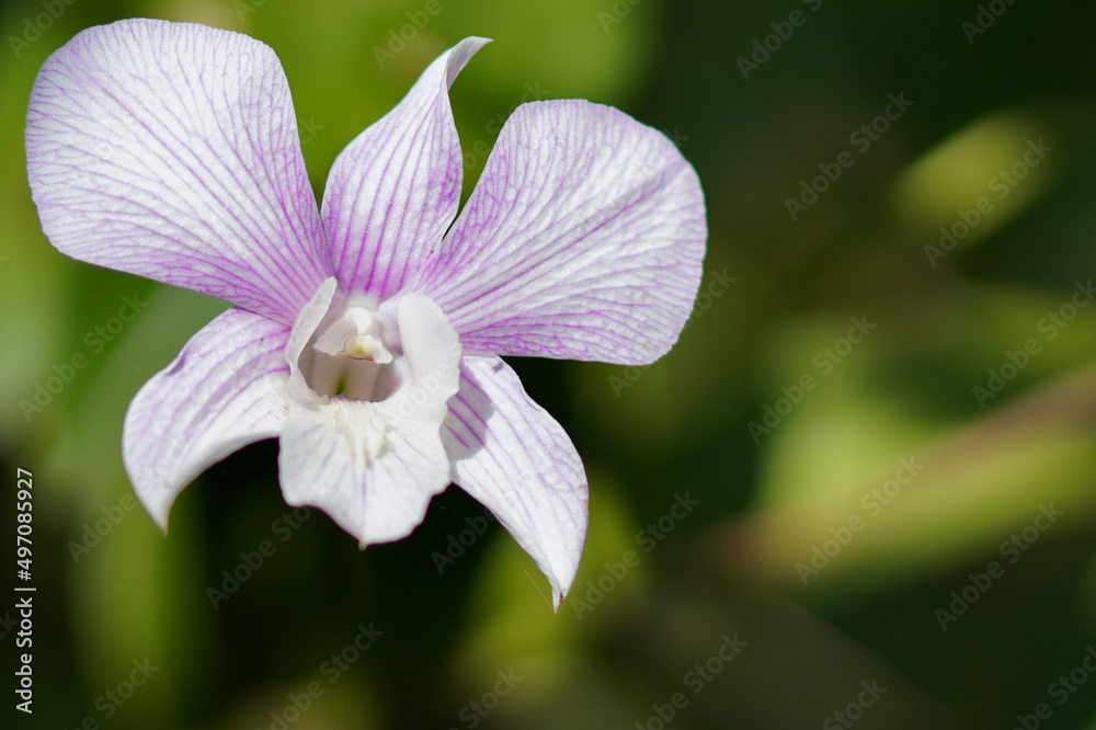 Beautiful orchid flower blooming with natural background. Beautiful orchid flower blooming with natural background.
