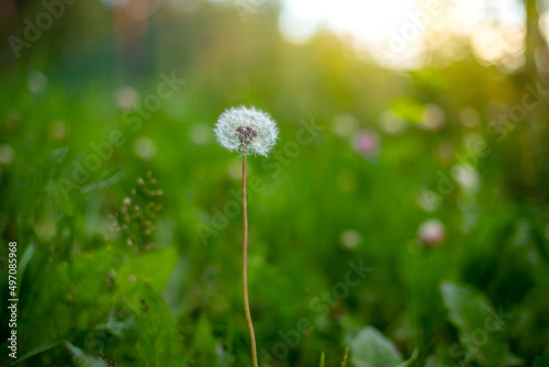 Fototapeta Naklejka Na Ścianę i Meble -  close up of dandelion in the grass