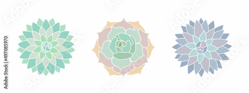 Set of succulents in doodle style. Various succulents isolated on white background. Colorful flowers, home plants. Design elements for invitation and greeting cards, banners, posters, advertisements