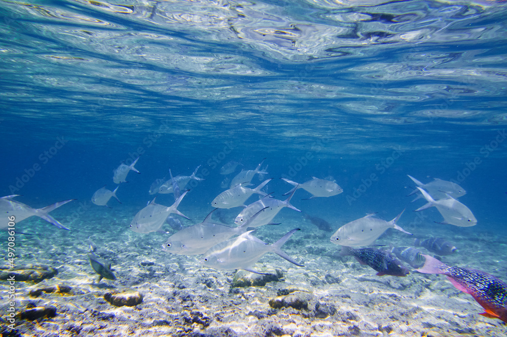 Obraz premium A school of tropical fish underwater and sky with cloud, split view above and below water surface.