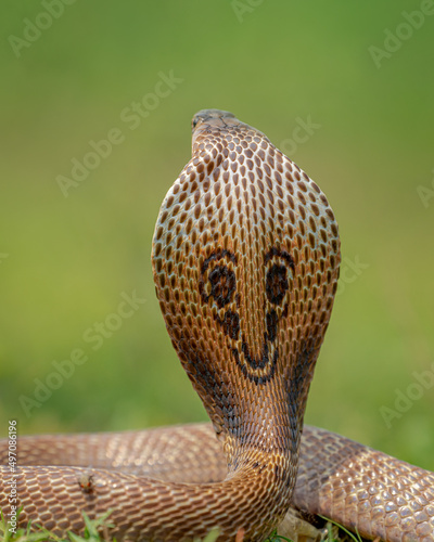 close up of a cobra snake