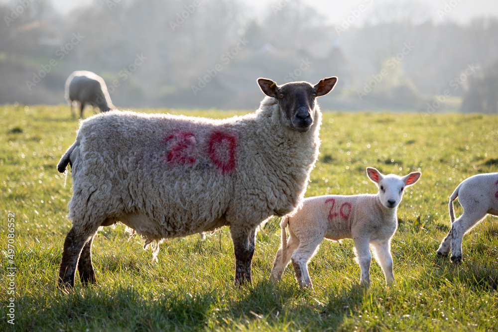 Obraz premium Ewe and lamb in evening spring sunshine, Burwash, East Sussex, England, United Kingdom, Europe