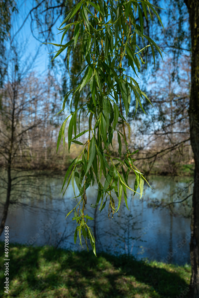 Salix babylonica - Babylon willow - Weeping willow - Saule pleureur Salix babylonica - Babylon willow - Weeping willow - Saule pleureur