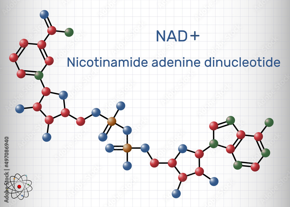 Nicotinamide adenine dinucleotide (oxidized form, NAD+) coenzyme molecule. Structural chemical formula, molecule model. Sheet of paper in a cage Nicotinamide adenine dinucleotide (oxidized form, NAD+) coenzyme molecule. Structural chemical formula, molecule model. Sheet of paper in a cage