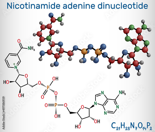 Nicotinamide adenine dinucleotide (oxidized form, NAD+) molecule. It is coenzyme, found in nature and is involved in numerous enzymatic reactions. Structural chemical formula, molecule model.