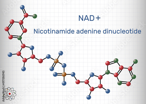 Nicotinamide adenine dinucleotide (oxidized form, NAD+) coenzyme molecule. Structural chemical formula, molecule model. Sheet of paper in a cage photo