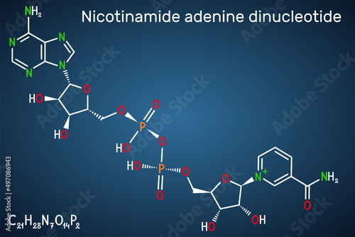 Nicotinamide adenine dinucleotide (oxidized form, NAD+) coenzyme molecule. Structural chemical formula on the dark blue background photo