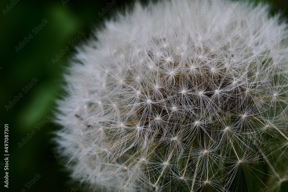 Obraz premium dandelion