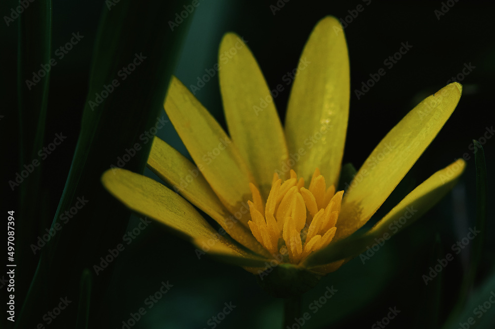 Fototapeta premium yellow flower