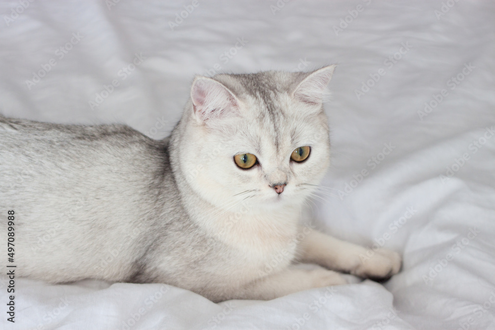 the cat is lying on a white blanket