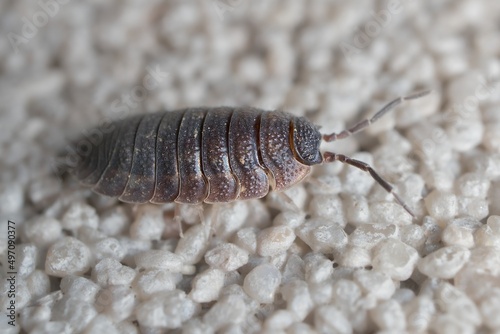 small Porcellio scaber on the wall
