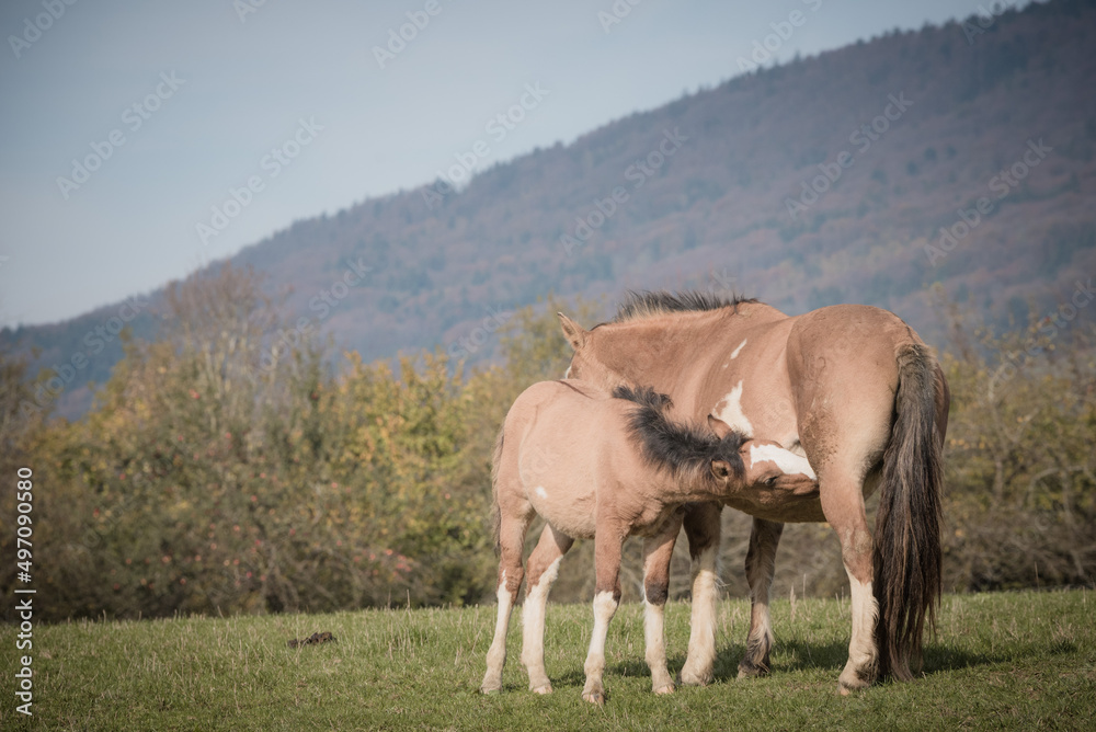 horses in the field