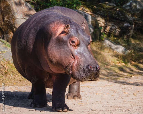 Frontal view of a mature giant hippo