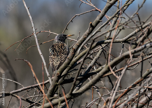 A starling on the tree branches. Bird among the branches.
