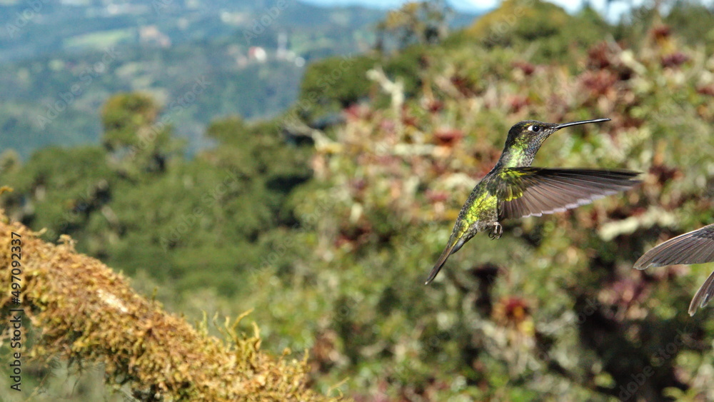 Fototapeta premium Talamanca hummingbird (Eugenes spectabilis) in flight at the high altitude Paraiso Quetzal Lodge outside of San Jose, Costa Rica