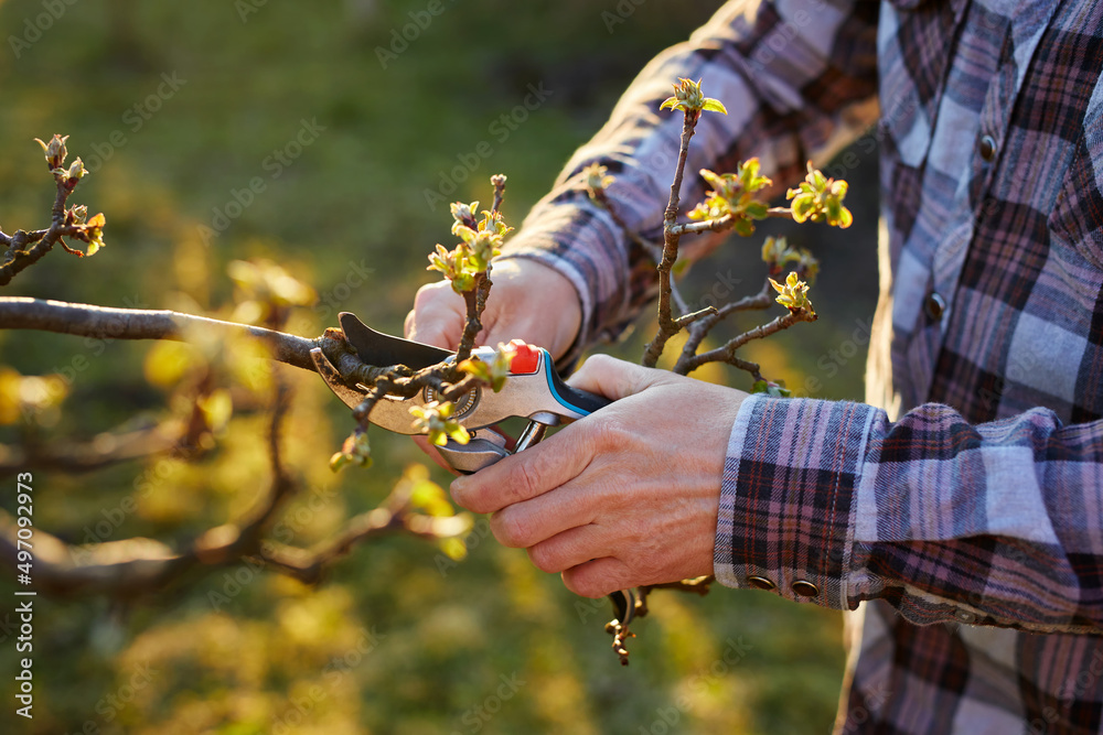 Close-up of a male gardener pruning a fruit tree  - obrazy, fototapety, plakaty 