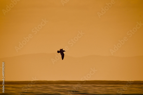 Bird Flying at Sunset © Paula Agostinho