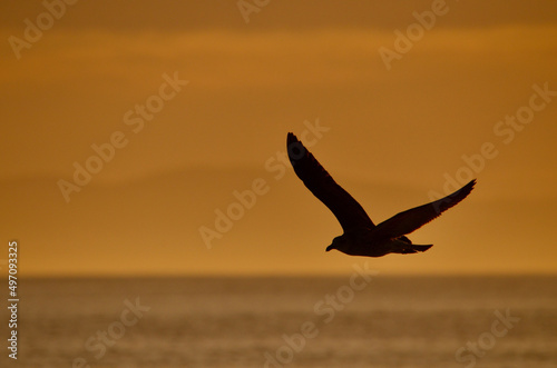 Bird in Flight