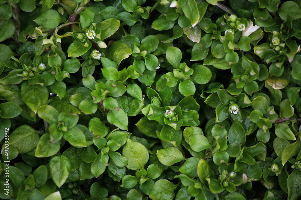 green leaves background green leaves background