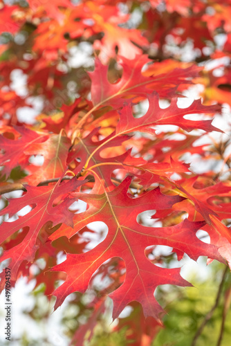 Photography Quercus ellipsoidalis Nadel-Eiche, Berg-Eiche Blatt in Herbstfärbung
