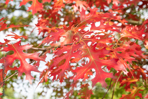 Photos Quercus ellipsoidalis Nadel-Eiche, Berg-Eiche Blatt in Herbstfärbung