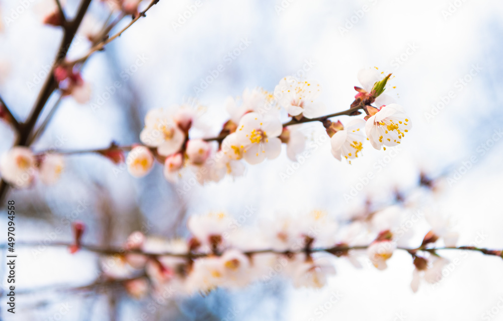 Apricot flowers blossoming on tree branches in spring on natural blurred background, blossom Apricot flowers blossoming on tree branches in spring on natural blurred background, blossom