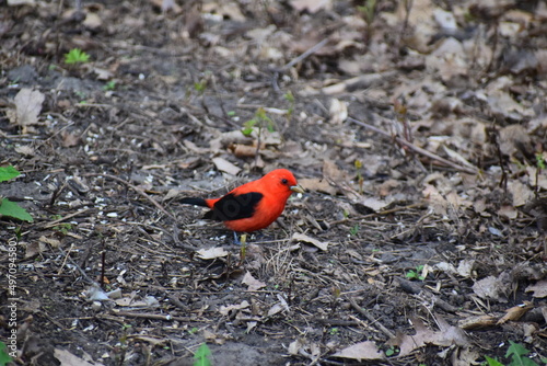 scarlet tanager