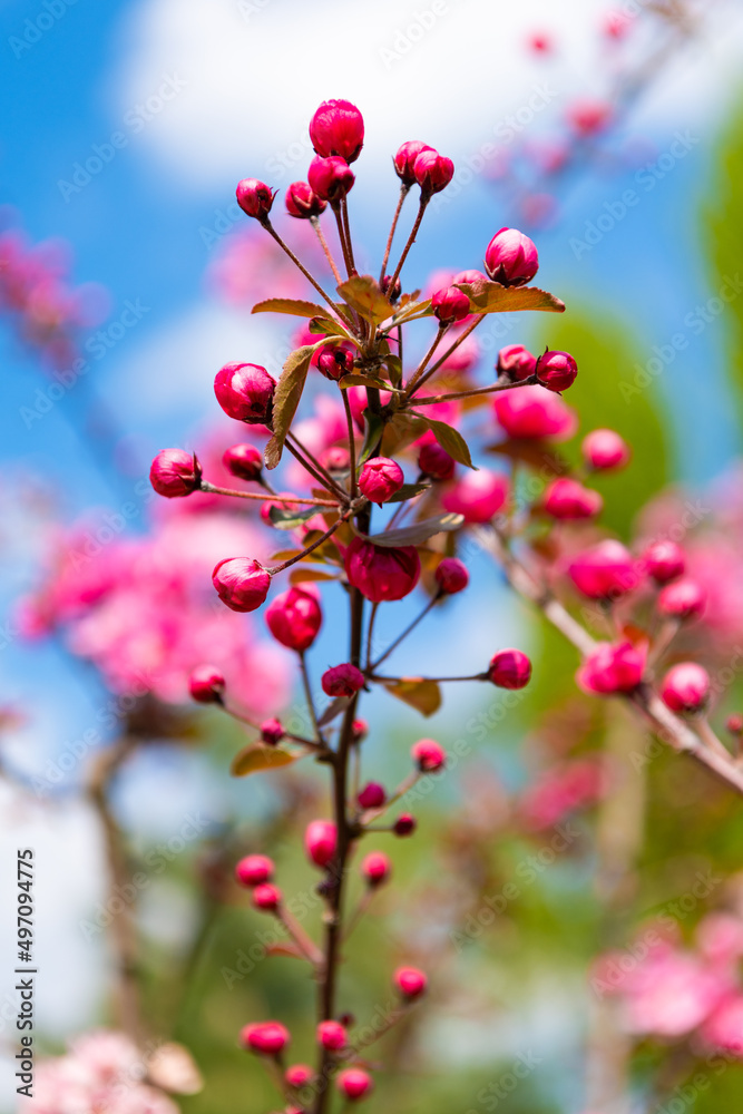 pink flower buds of blooming cherry sakura tree in spring. nobody pink flower buds of blooming cherry sakura tree in spring. nobody