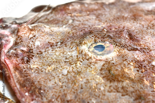 the eye of a Monkfish in a fishmongers