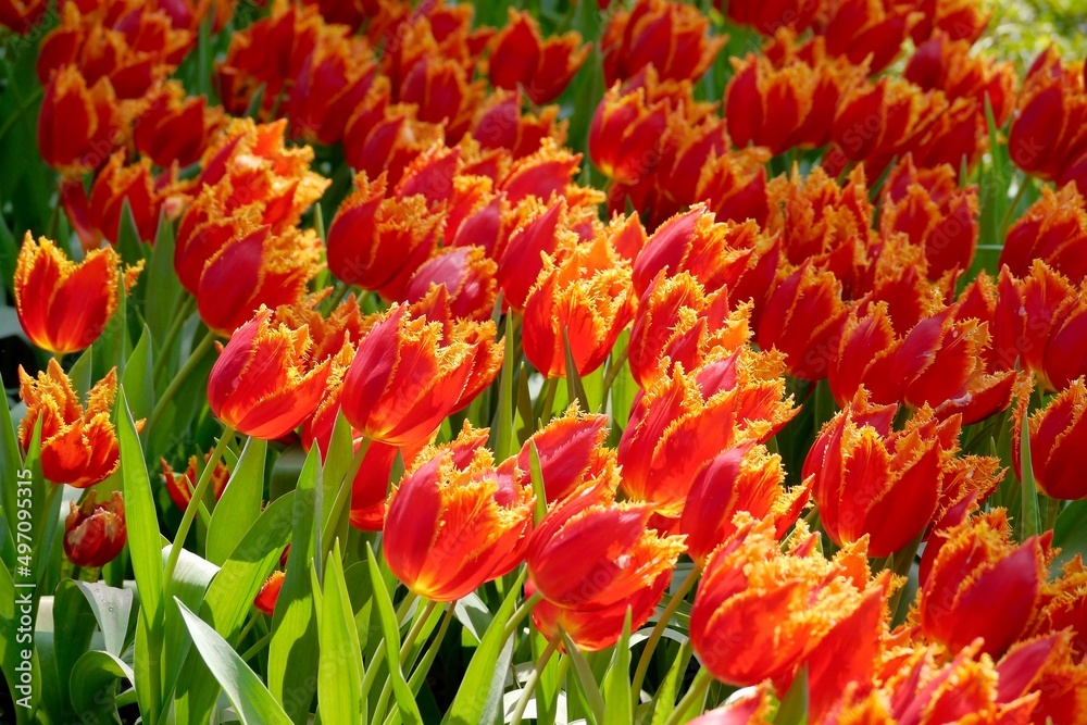 Tulip Fabio bloom under sunshine in the garden. Tulip Fabio is a kind