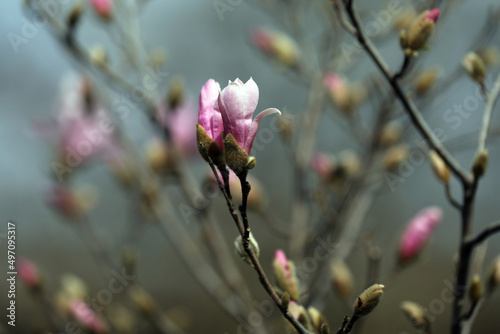 Magnolia blossom in spring in a garden