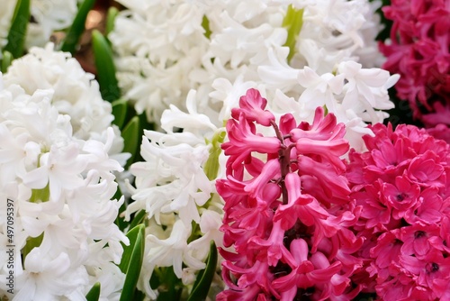 Εκτύπωση καμβά Pink and white hyacinth flower under sunshine in the garden