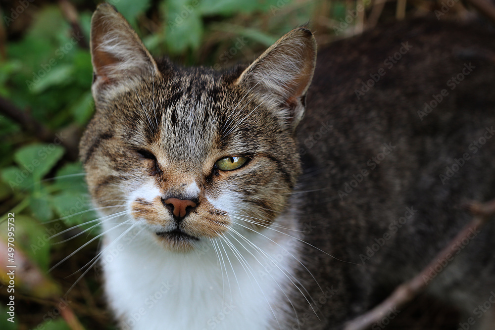 portrait of a cat