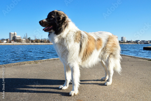 Beautiful Pyrenean Mountain Dog in the city, this is a sheepdog breed. © jpr03