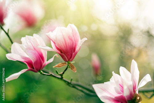 Magnolia tree blossom in spring  soft blurred background with sunshine