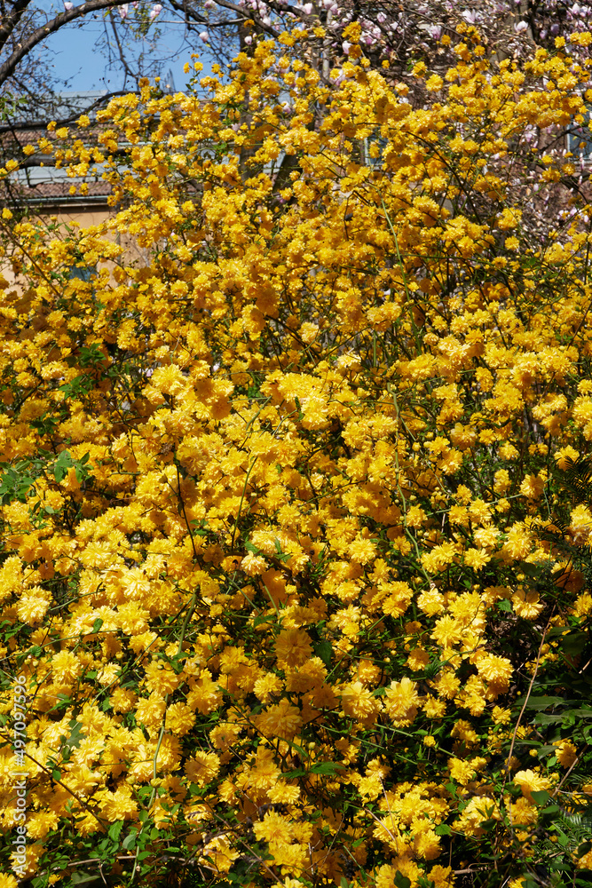 Kerria japonica