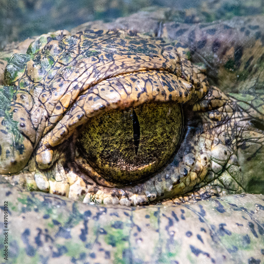 Naklejka premium Crocodile eye