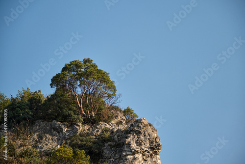 Low angle single tree view . A tree formed at stone corner.